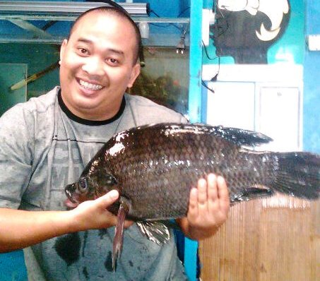 Benih Ikan Nila Hitam Berkualitas Berbagai Ukuran di Sukabumi