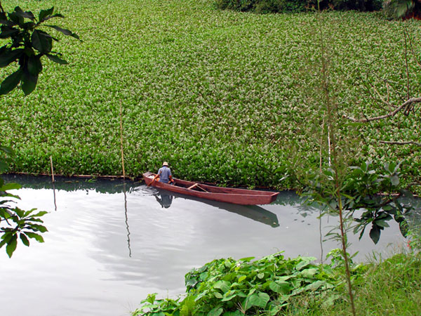 Budidaya Ikan Grass carp